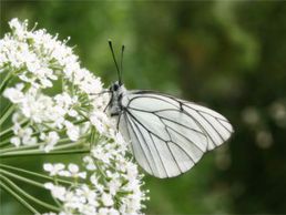 immagine di Julien Pralong