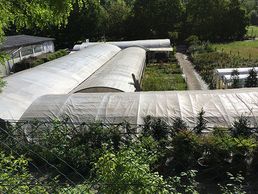 picture of Vidal Olimpio