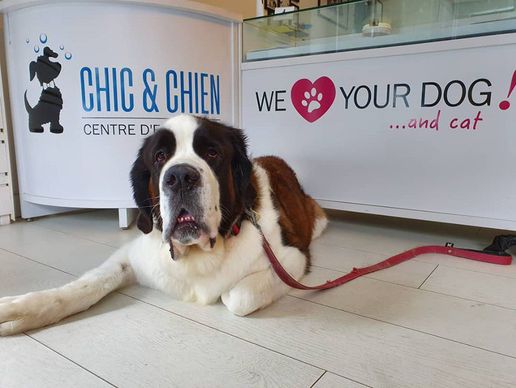 immagine di Chic et Chien Eaux-Vives