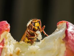 picture of Wespennest entfernen Zürich