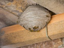 picture of Wespennest entfernen Zürich