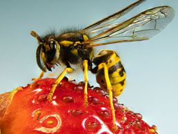 picture of Wespennest Entfernen Kanton Graubünden