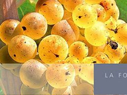 Bild zu Union Vinicole de Cully