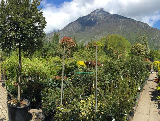 immagine di Pépinières Constantin