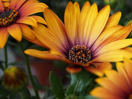 immagine di Blumen Eichenberger