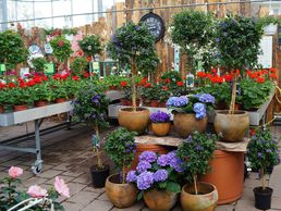 immagine di Blumen Eichenberger