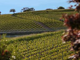 picture of Neyroud Martial