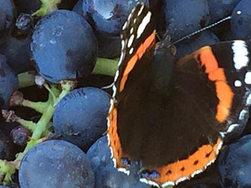 picture of Neyroud Martial