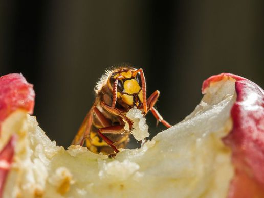 picture of Wespennest Entfernen Kanton Schaffhausen