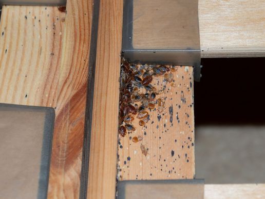 picture of Bettwanzen bekämpfen Kanton Aargau