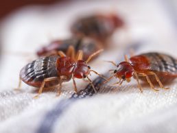 picture of Bettwanzen bekämpfen Kanton Aargau