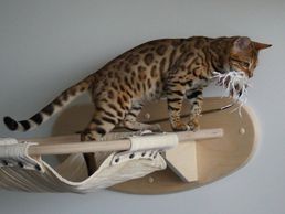 immagine di Goldtatze