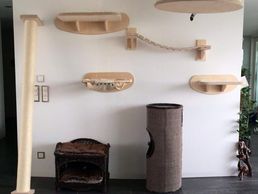 immagine di Goldtatze