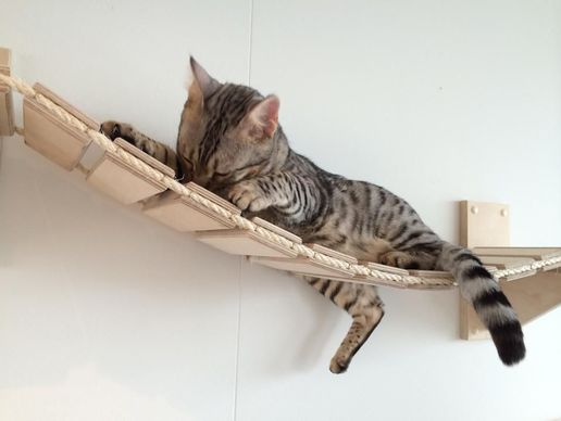 immagine di Goldtatze