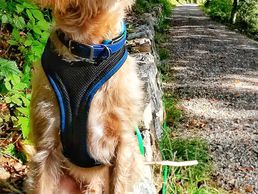 Bild zu Animazing Tierbetreuung