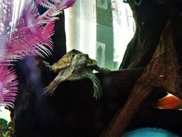 Bild zu Animazing Tierbetreuung