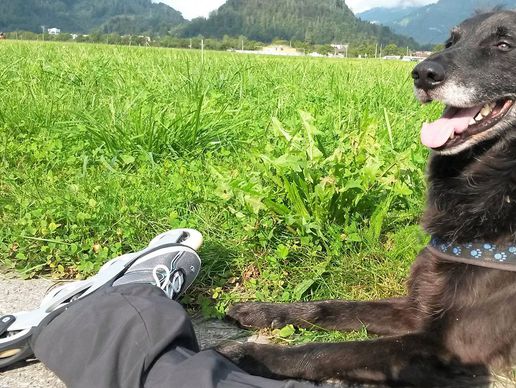 Bild zu Animazing Tierbetreuung