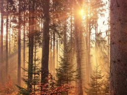 Bild zu Eggs F. & Fils