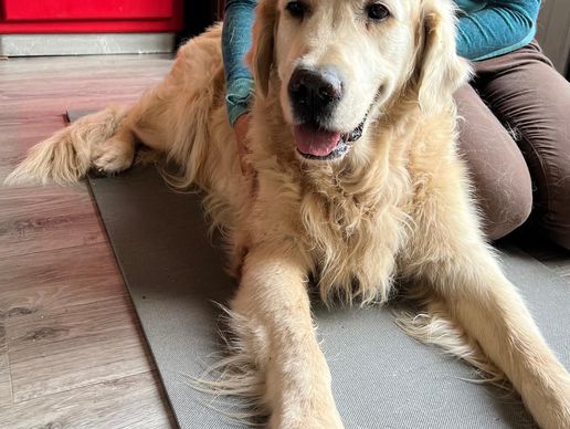 picture of La Forme à 4 Pattes