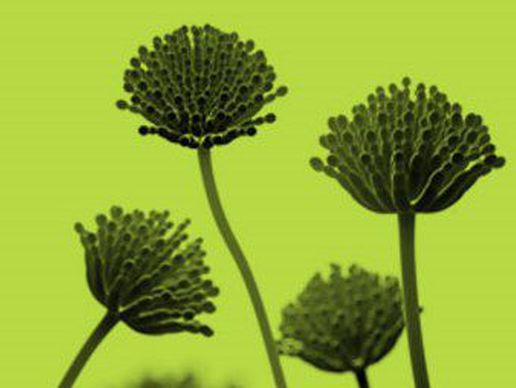 picture of abc- Schädlingsbekämpfung Kammerjäger