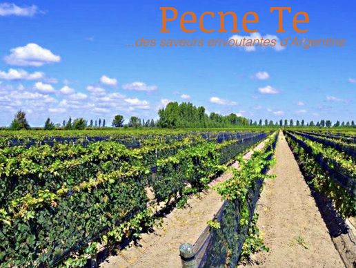 picture of Pecne Te - Agropec Sàrl