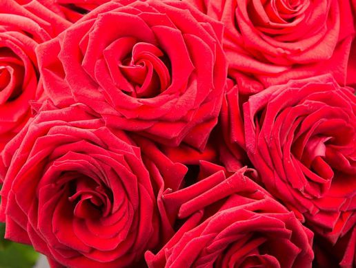 picture of Wuillemin Fleuristes SA