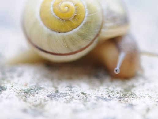 immagine di Cabinet de Réflexologie Slow Therapy