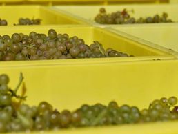 image de Cave Champ de Clos