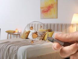 picture of Bettwanzen bekämpfen Kanton Solothurn