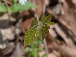 picture of Gaby et Eric Germanier SA