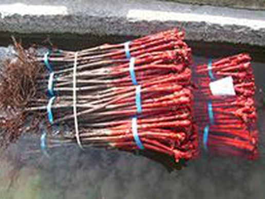 picture of Gaby et Eric Germanier SA