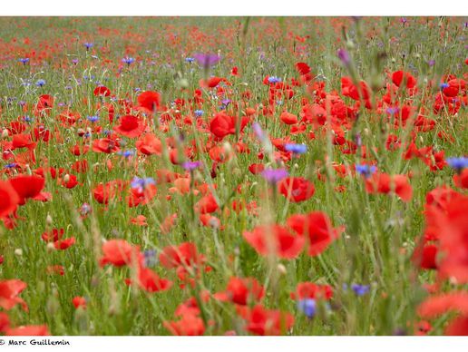 immagine di Guillemin Marc