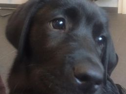 immagine di Cabinet Vétérinaire Mont-sur-Rolle