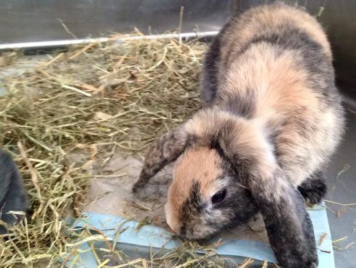 immagine di Cabinet Vétérinaire Mont-sur-Rolle