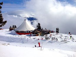 picture of Amadeus 2006