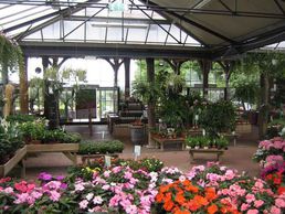 picture of stauden-pflanzen.ch