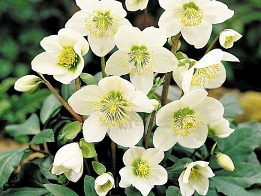 picture of stauden-pflanzen.ch