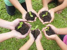 picture of stauden-pflanzen.ch