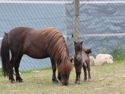 immagine di Centre équestre les Kà