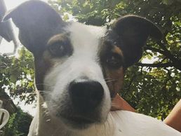 picture of Tiersitting "La Dolce Vita"