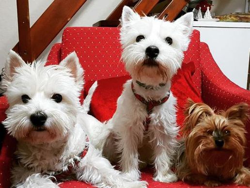 picture of Tiersitting "La Dolce Vita"