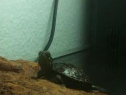 picture of Tiersitting "La Dolce Vita"