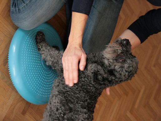 immagine di PhysioHorse