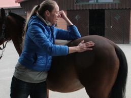 immagine di PhysioHorse