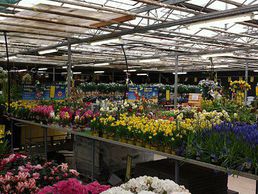 image de Landi Lully