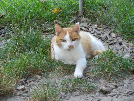 immagine di Tierferienheim Chutzenwäldli GmbH