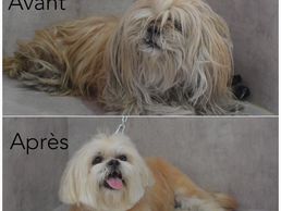 picture of MARY'S DOG Sàrl