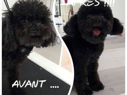 picture of MARY'S DOG Sàrl