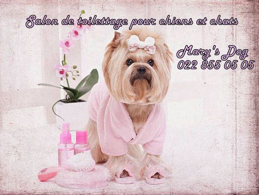 picture of MARY'S DOG Sàrl