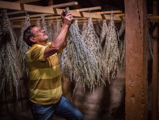 Bild zu Absinthe de l'Herboriste